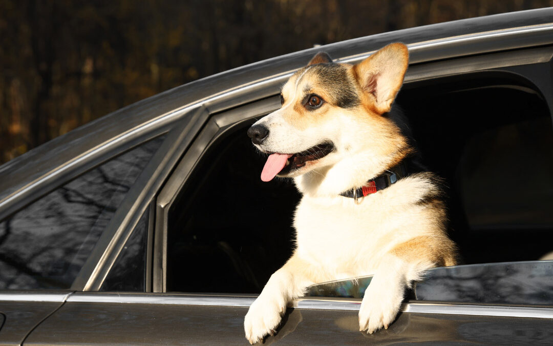 Happy corgi dog leaning out of a car window with tongue out during a sunny outdoor drive - patiencenoahins.com