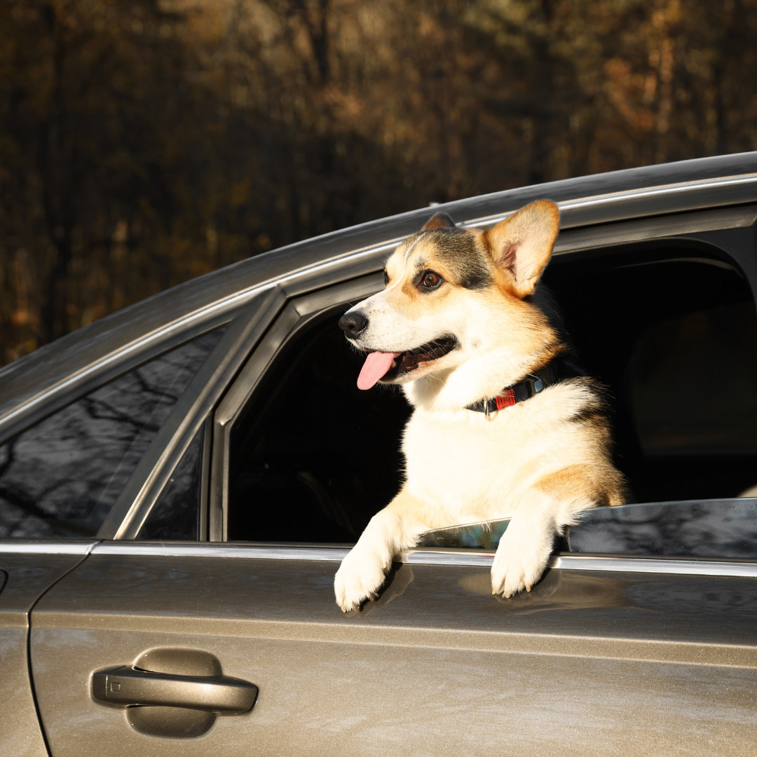 Happy corgi dog leaning out of a car window with tongue out during a sunny outdoor drive - patiencenoahins.com